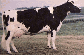 ascii cow